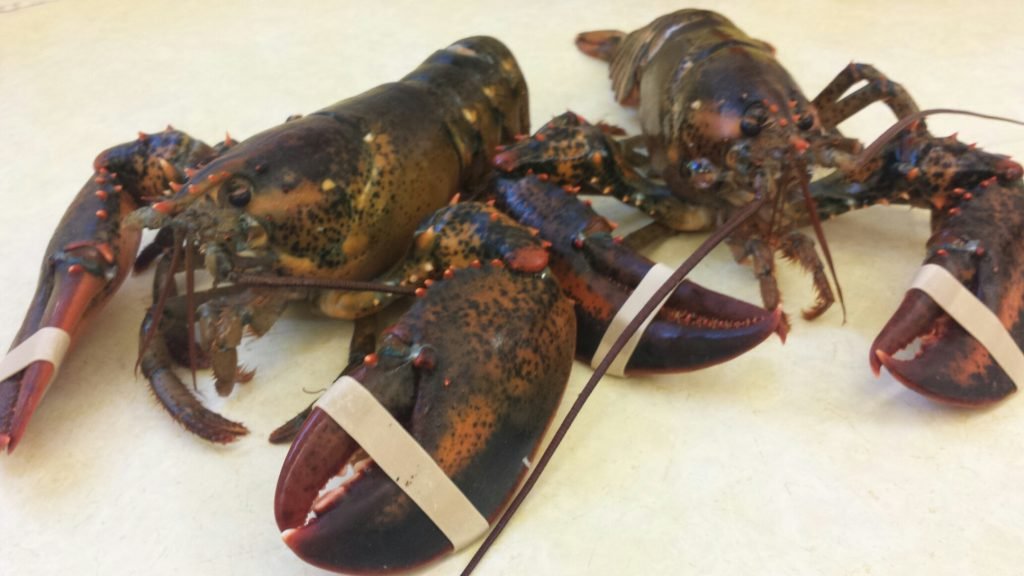 Live Lobster 1