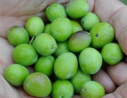 Food Matters: Good Food is Good Medicine!